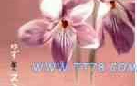 柚子歌曲:運転技術の向上歌词