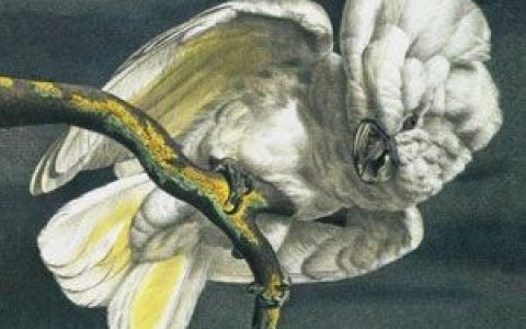 Shearwater歌曲:failed queen歌词