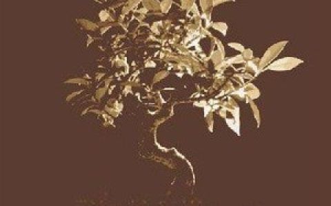 Slowtide歌曲:Someday歌词
