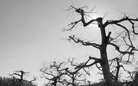 Krieg歌曲:Every Wound Burned歌词