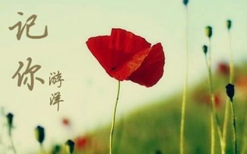 游洋歌曲:忘记你歌词
