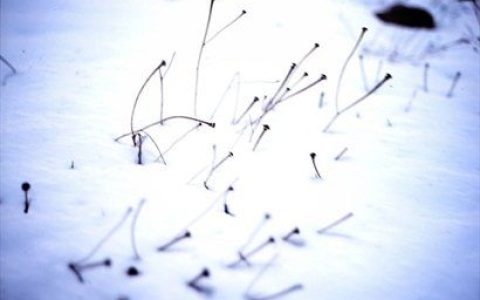 Bosques de mi Mente歌曲:Puedo ver tu casa desde aquí歌词