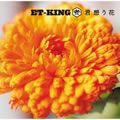 K×ET-KING歌曲:君想う花歌词